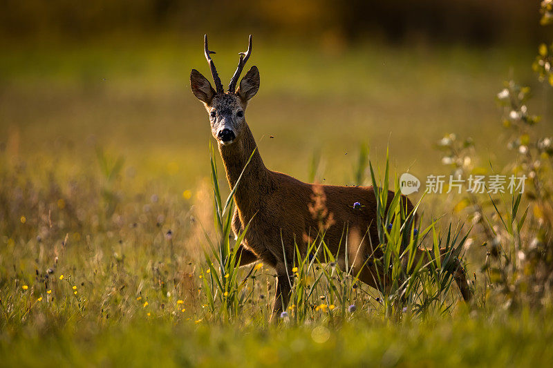 鹿(学名:Capreolus Capreolus)